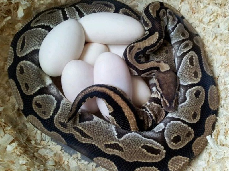 http://www.worldofballpythons.com/files/articles/maternal-incubation/002.jpg