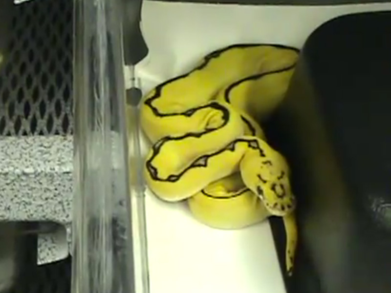 Flatline Ball Python