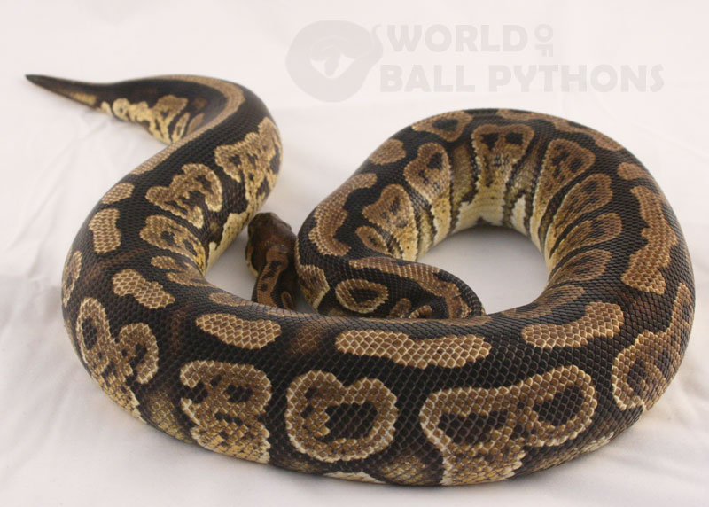 Ball Python Eating