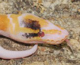 *Dream Snake* Paradox Albino Pied Ball Python
