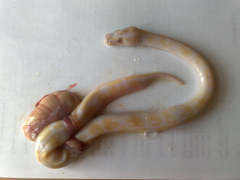 When Things Go Bad.. "graphic picture warning" Blog World of Ball