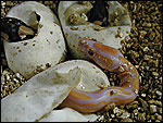 2001 First ever produced Lavender Albino Ball Python - RDR