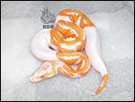 2005 - Lavender Albino Piebald aka 