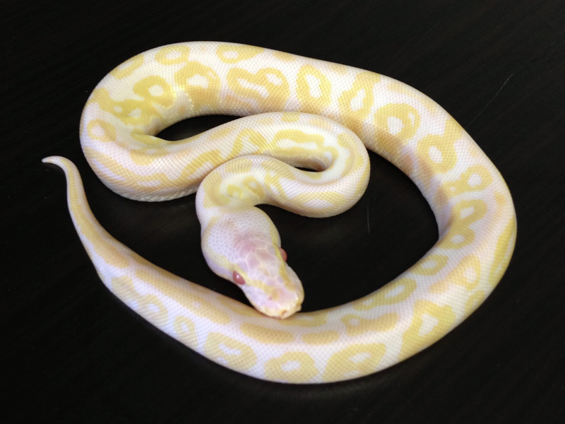 37++ Bull snake for sale Cheap