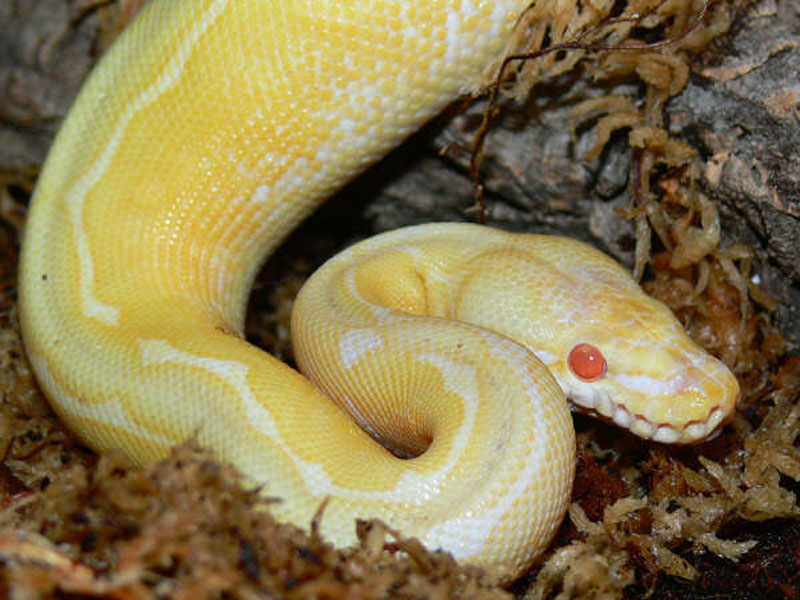 Albino Python Pictures
