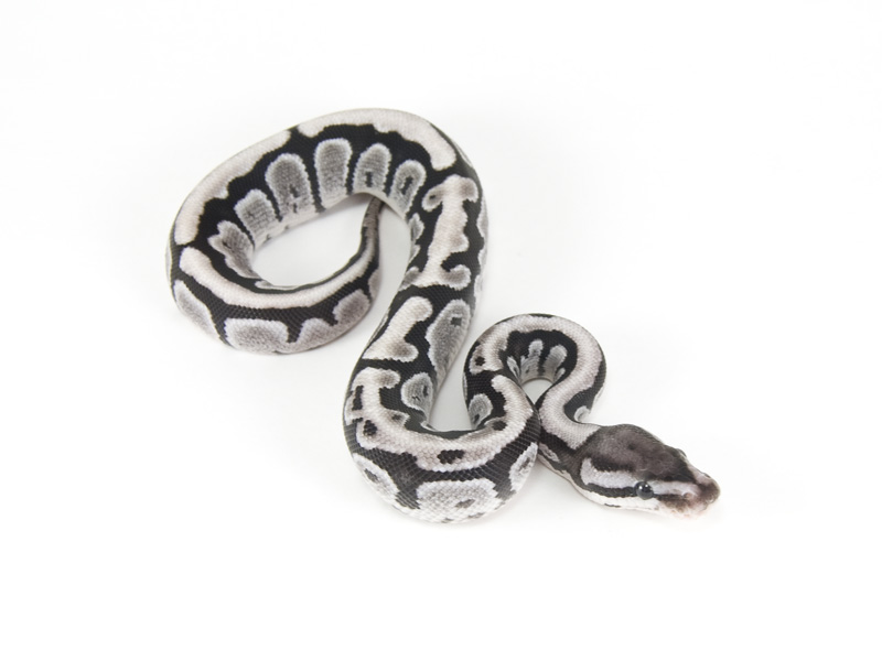 Axanthic Fire Snake Keeper Line Morph List World of Ball Pythons