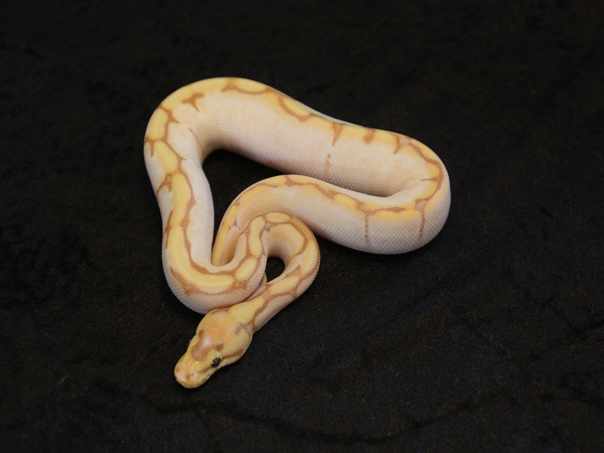 Banana Calico Enchi Spider Morph List World of Ball Pythons