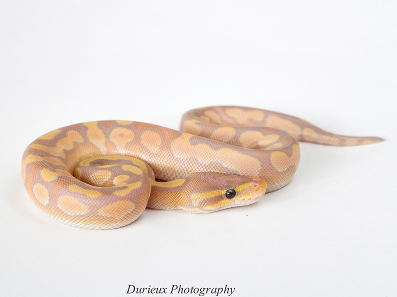 Banana Calico Mojave Morph List World of Ball Pythons
