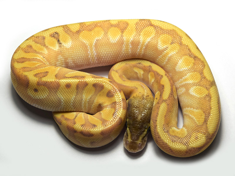 Banana Enchi Ghi Granite Hidden Gene Woma Mojave Morph List World