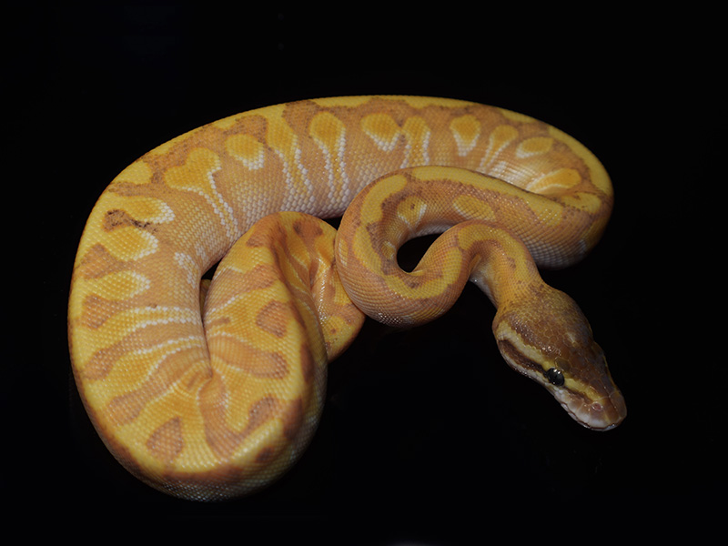 Banana Enchi Ghi Granite Hidden Gene Woma Mojave Morph List World