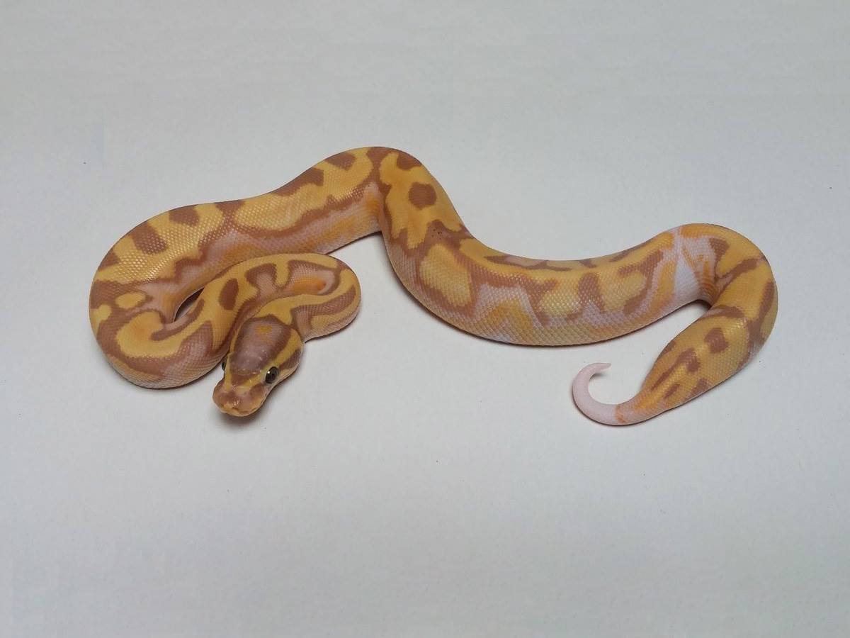 Banana Enchi Piebald Morph List World of Ball Pythons