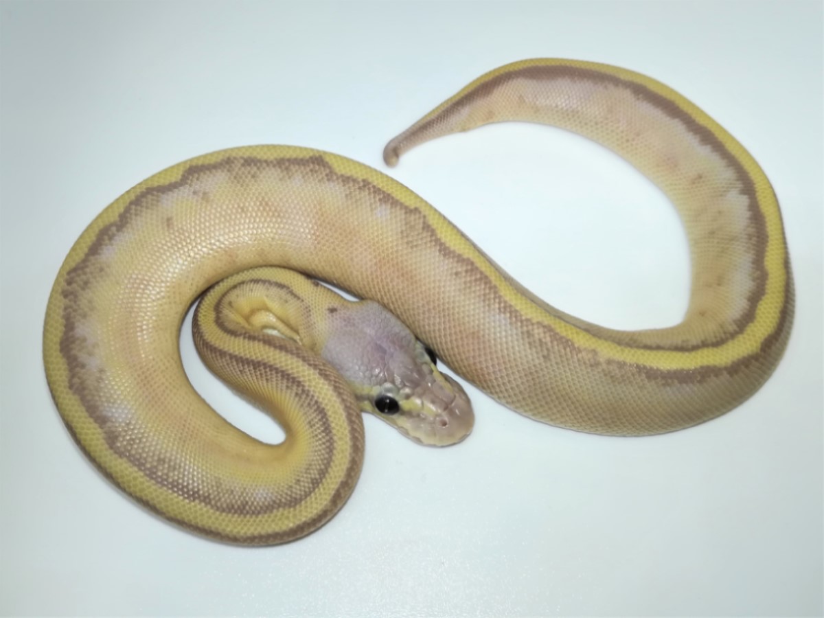 Banana Stripe Pastel Vanilla Morph List World of Ball Pythons