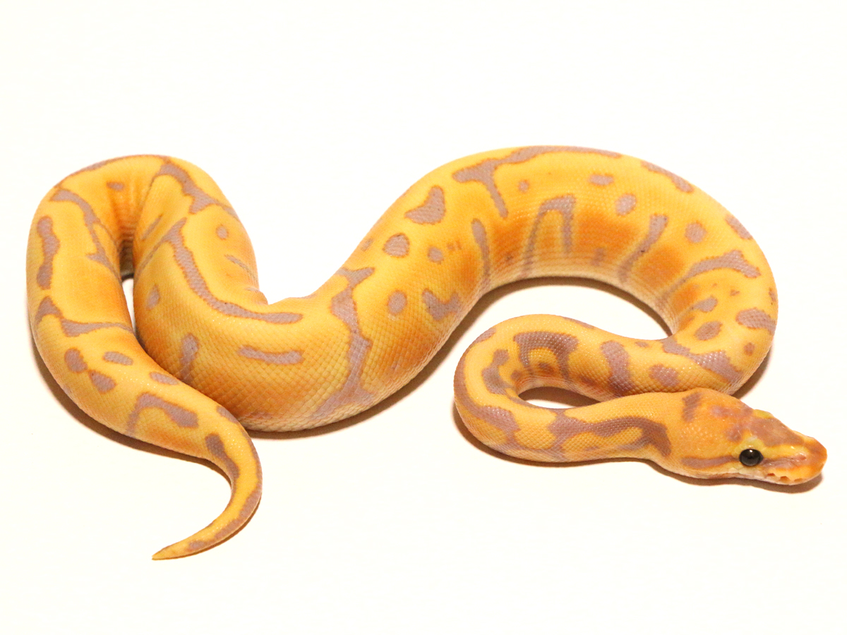 Banana Leopard Woma Morph List World of Ball Pythons
