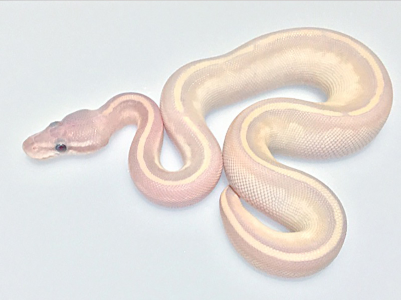 Drawing Lines Using Python : Banana mojave mystic morph list world of ball pythons