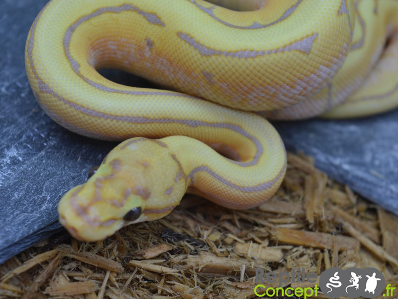 Banana Spider Vanilla Morph List World of Ball Pythons