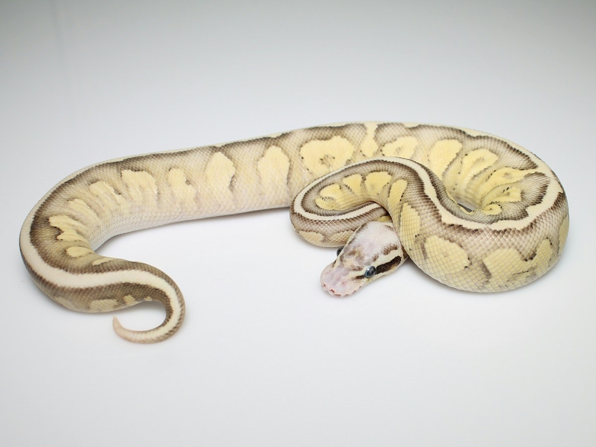 Blaze Fire Lesser Super Pastel Morph List World of Ball Pythons