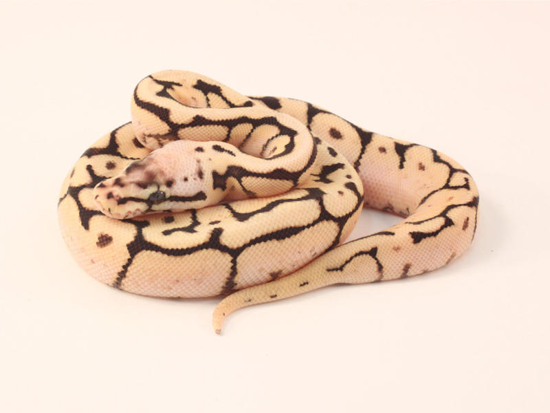 ball python plush