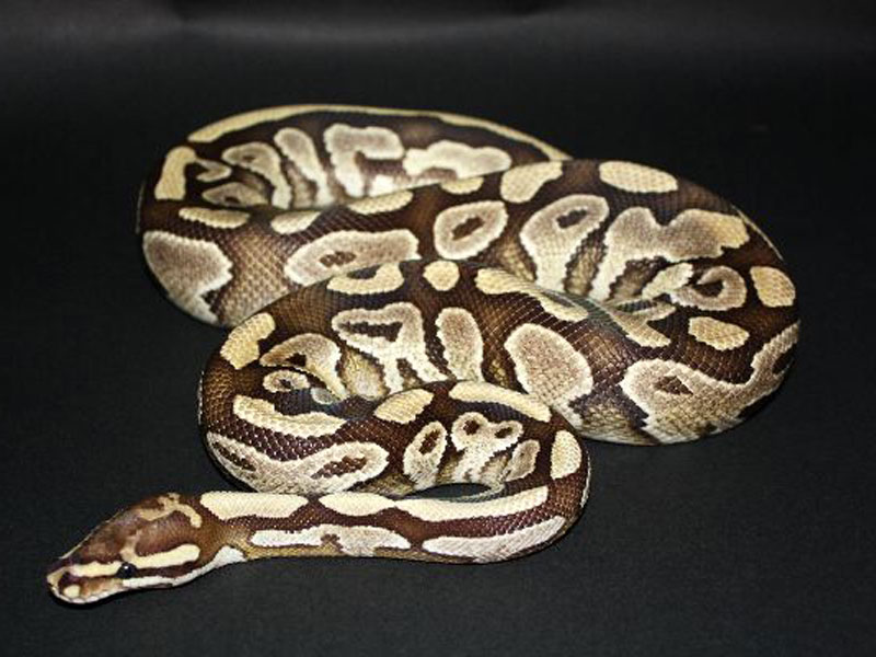 ball python poster