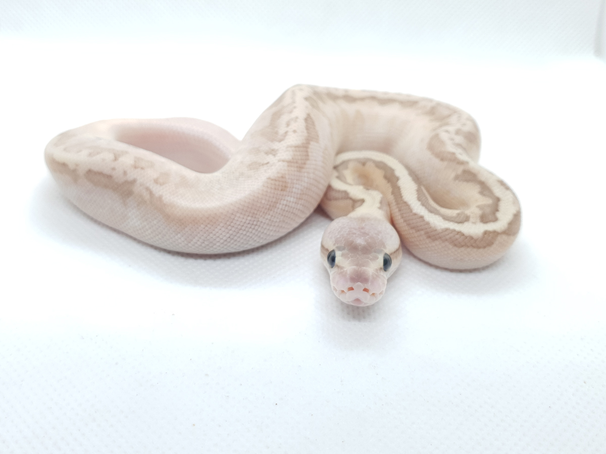 Butter Calico Pastel Pinstripe Morph List World of Ball Pythons