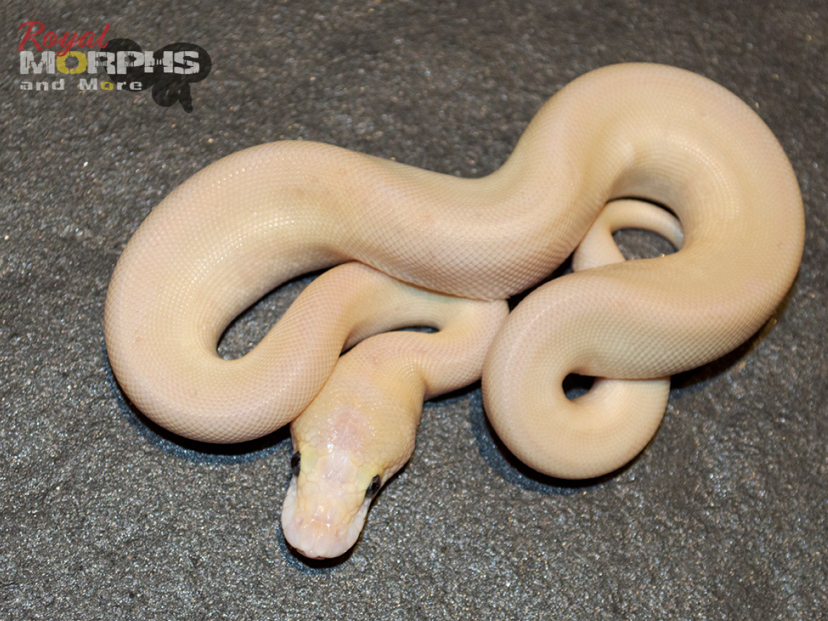 Butter Clown Enchi Fire Pinstripe Super Pastel Morph List World of Ball Pythons