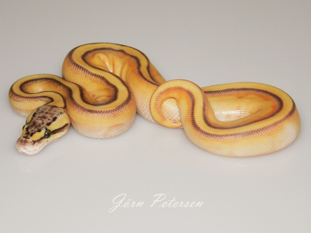 Butter Enchi Stripe Pastel Yellow Belly Morph List World of