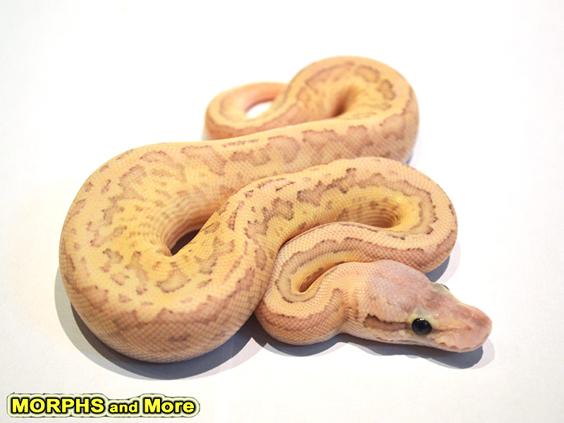 Butter Fire Pastel Pinstripe Morph List World of Ball Pythons