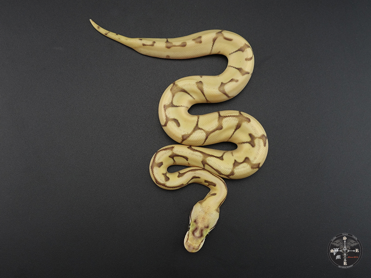 Butter Spider Super Enchi Super Pastel Morph List World of Ball Pythons