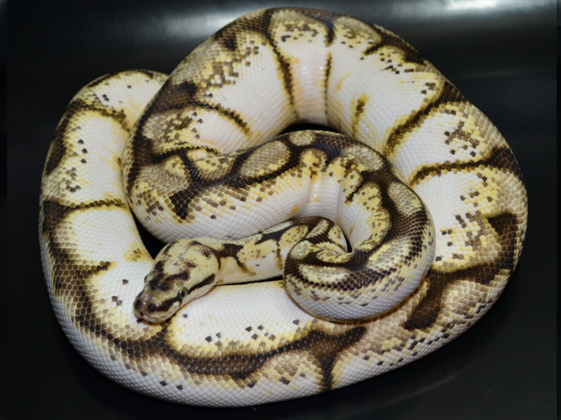 Ball Python Genetics Chart