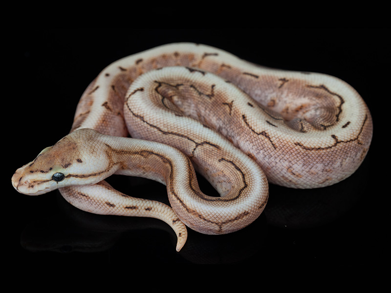 Cinnamon Fire Pinstripe Spider Yellow Belly Morph List World of