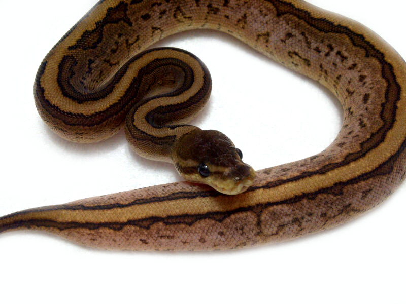 Cinnamon Pinstripe Sugar - BHB Line - Morph List - World of Ball Pythons
