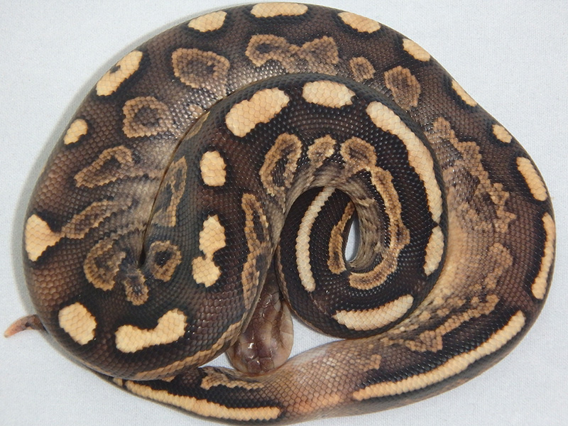 Cinnamon Special Yellow Belly Morph List World of Ball Pythons