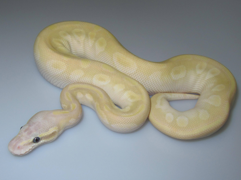 Crystal Pastel - Morph List - World of Ball Pythons