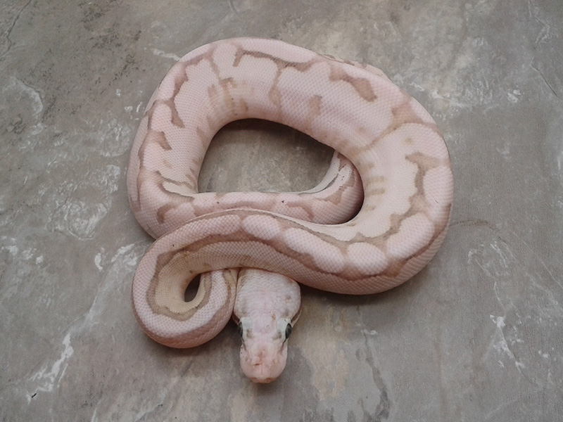 Enchi Fire Lesser Pastel Spider Vanilla Morph List World of Ball