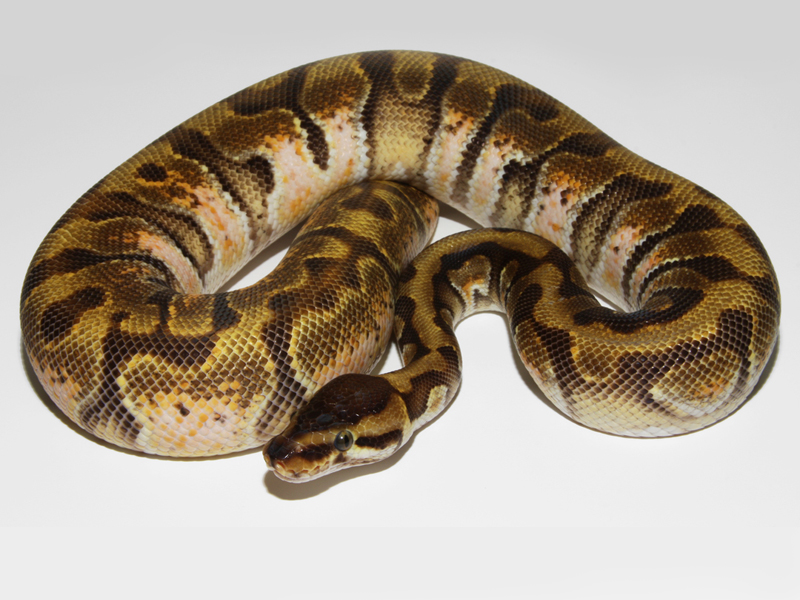 What is a woma ball python?