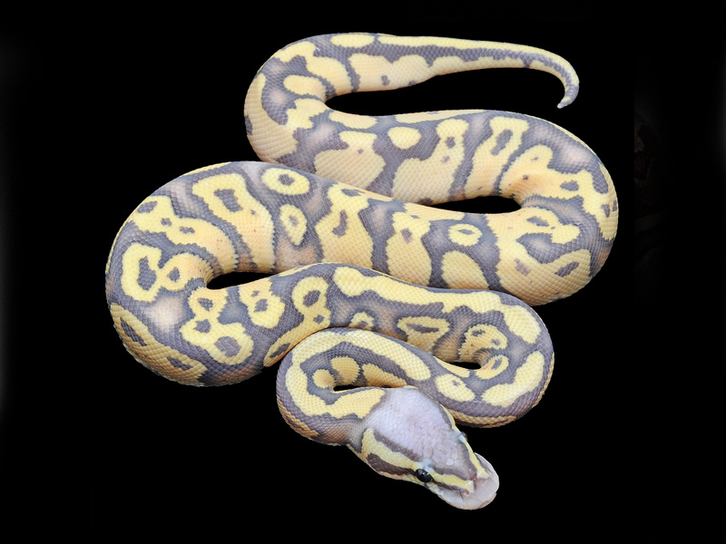 What is a ghost ball python?