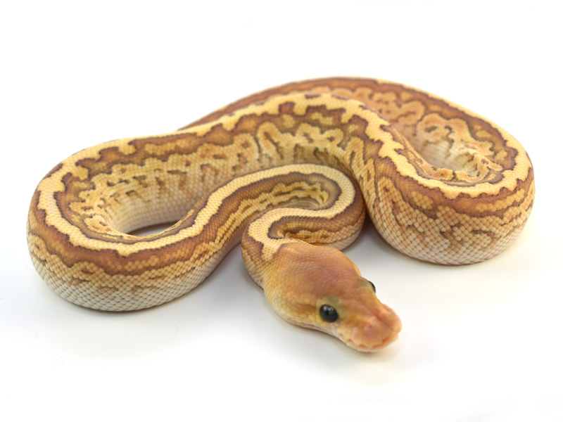 Ghost Black Pastel Lesser Pinstripe Morph List World of Ball Pythons