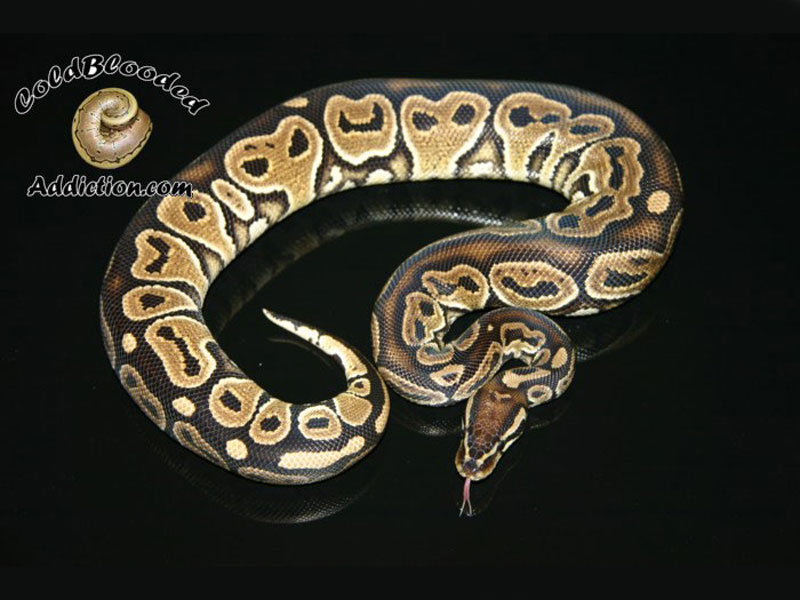 Het Red Axanthic Het Red Axanthic