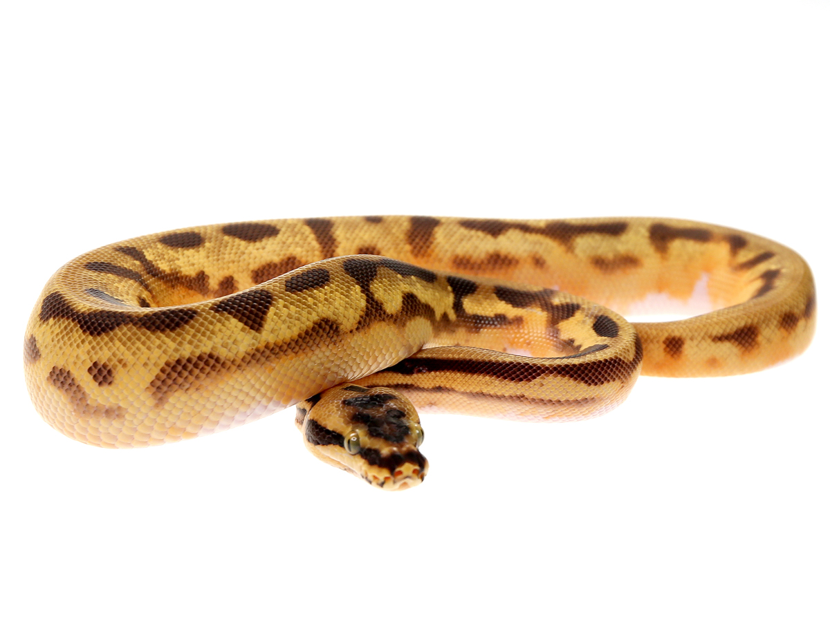 Leopard Pastel Piebald Super Enchi Morph List World of Ball Pythons