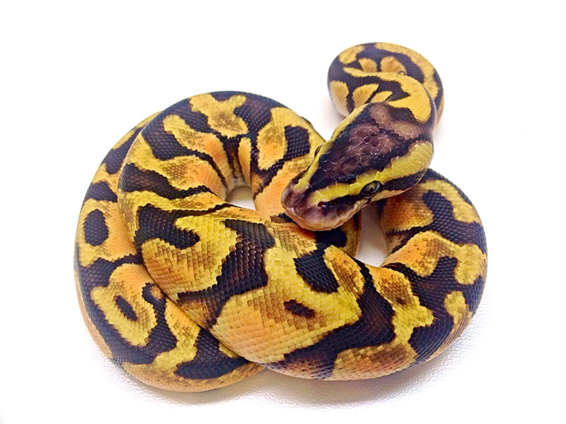 Pastel Enchi Vanilla Freek Nuyt Line Morph List World of Ball Pythons