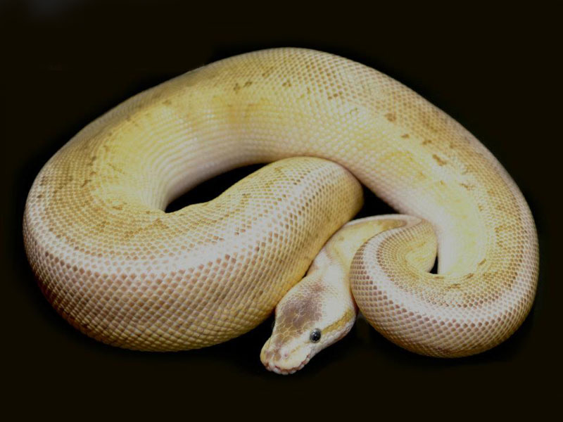Pewter Kingpin Morph List World of Ball Pythons