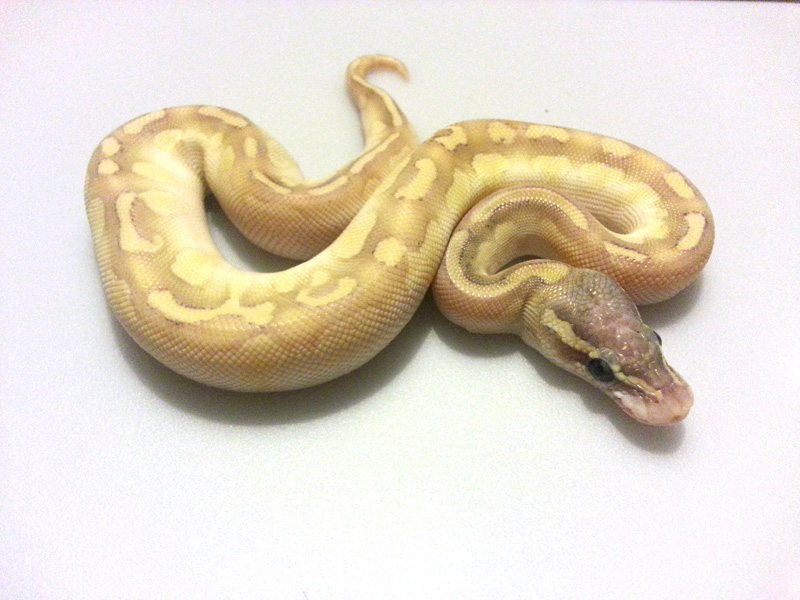 Morph List World of Ball Pythons