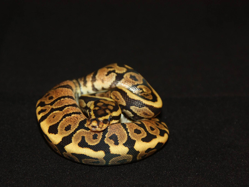 Axanthic Silver Bullet - Morph List - World of Ball Pythons