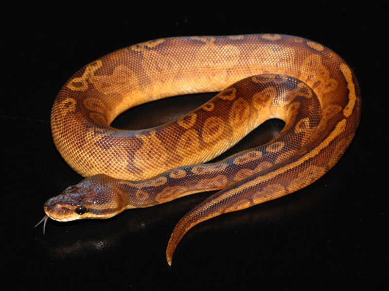 ball python morphs for sale