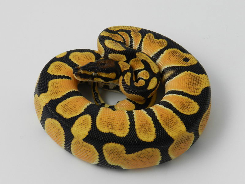 Super Orange Dream Morph List World Of Ball Pythons