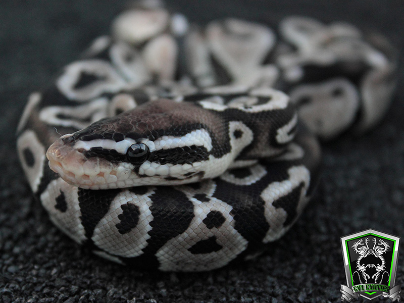 Axanthic Ball Python. Axanthic Pastel - VPI Line