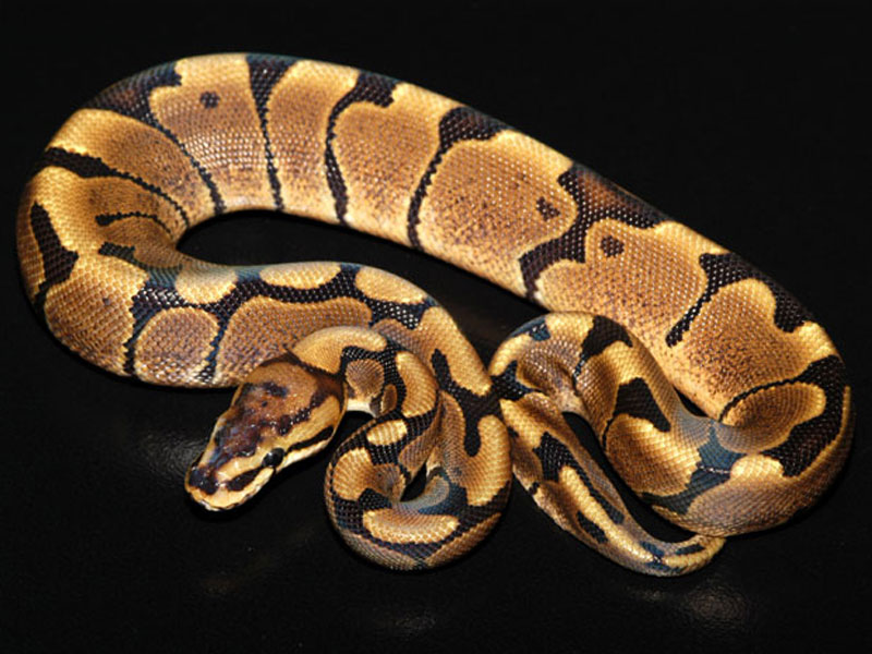 What is a woma ball python?