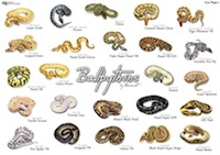 ball wizard pythons genetic morph morphs