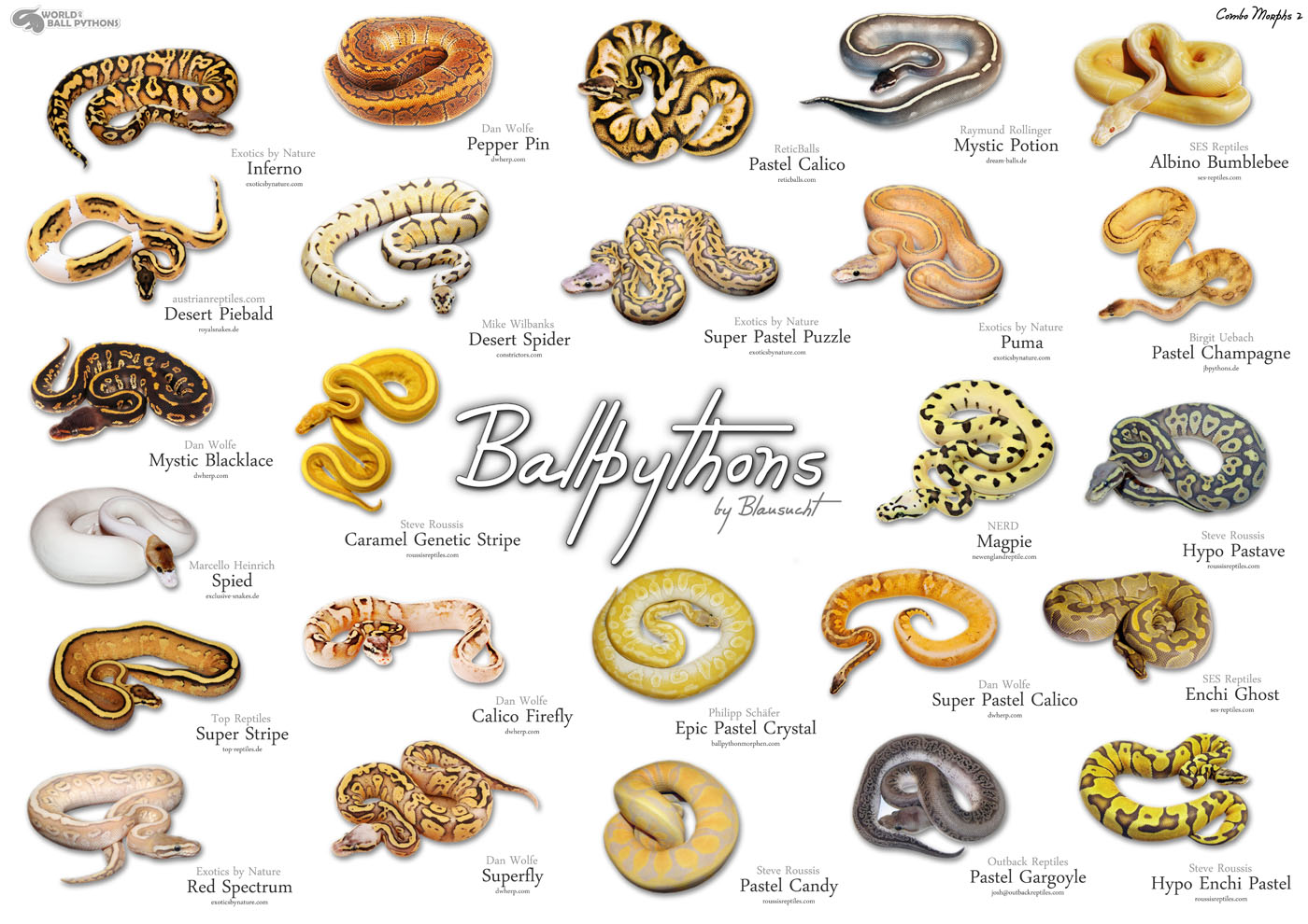 1000 images about pretty snakes on pinterest python clowns and ball python chart