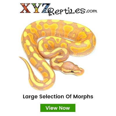 Ball Python Morph Chart