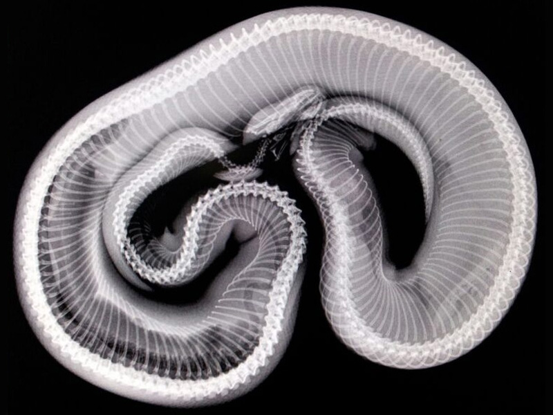 Строение питона. Строение питона Региус. Пищеварительная система змеи. Строение змеи органы.